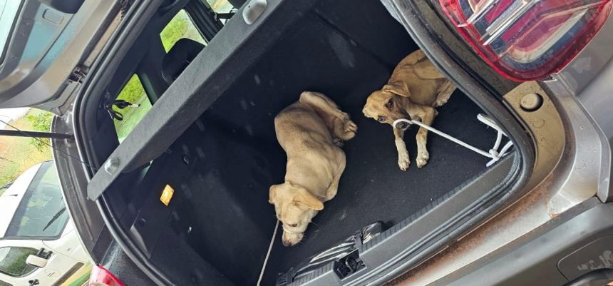 Casal é indiciado por maus-tratos após deixar cães sem comida em Paraíso do Tocantins; um dos animais morreu