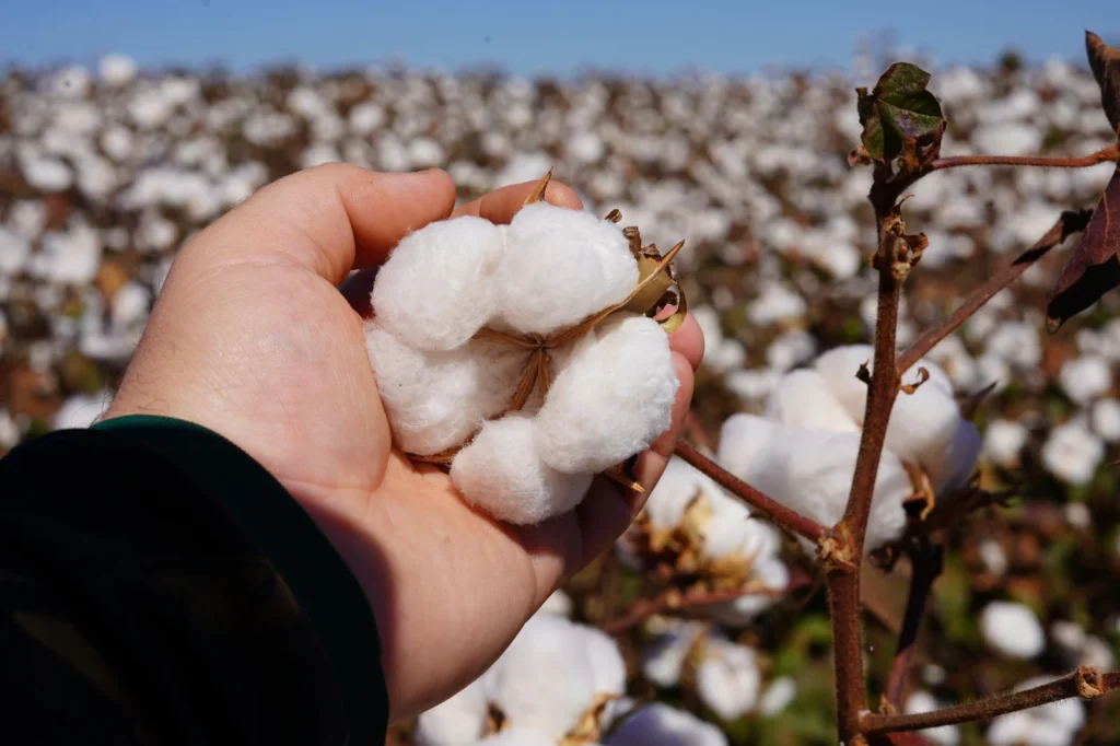 Comercialização do algodão avança em Mato Grosso com preços em alta