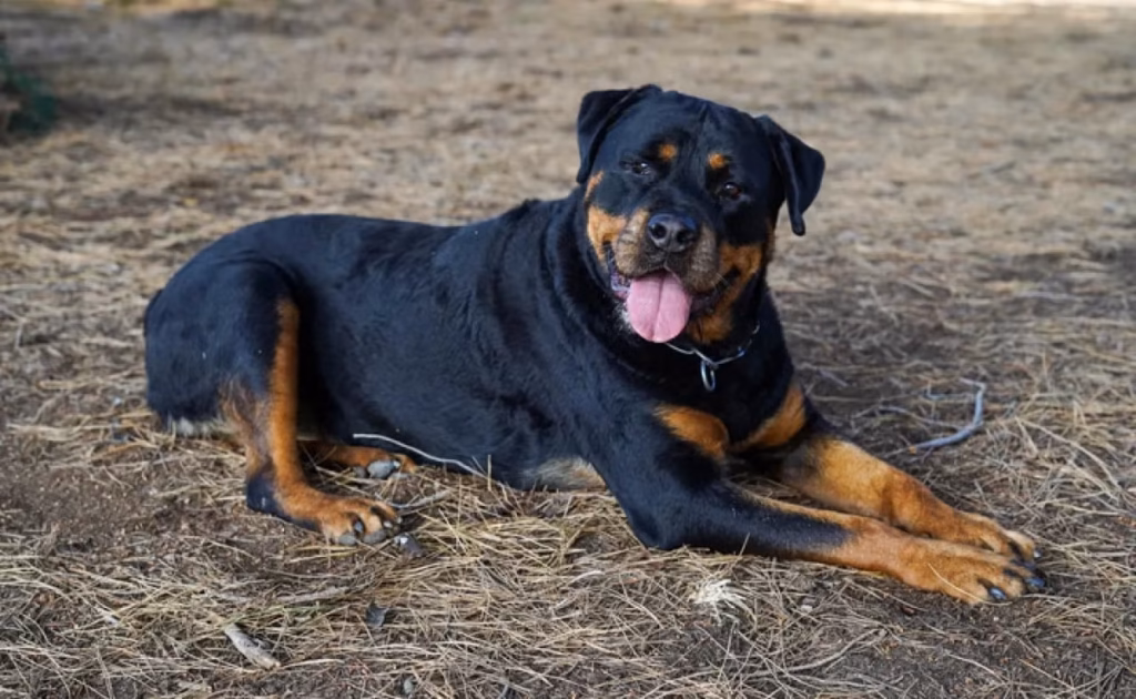 Crueldade no campo: Cão Rottweiler é morto a tiros após seguir cadela no cio em estrada rural de Alta Floresta