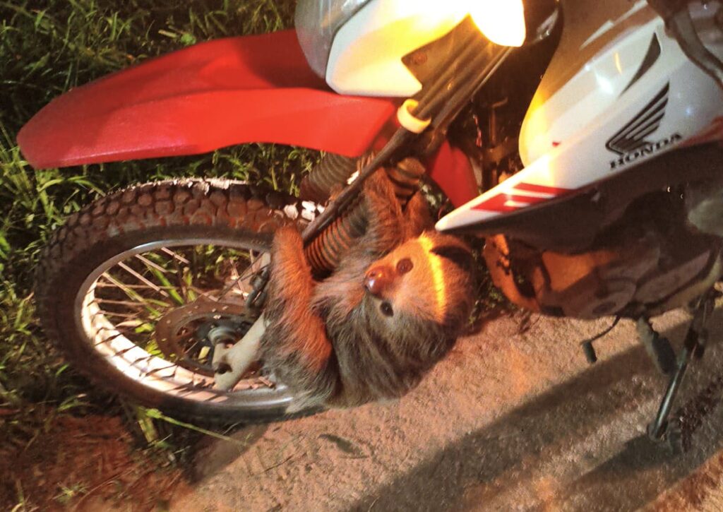 Cena inusitada: Bicho-preguiça “pega carona” em motocicleta e mobiliza Bombeiros em Alta Floresta